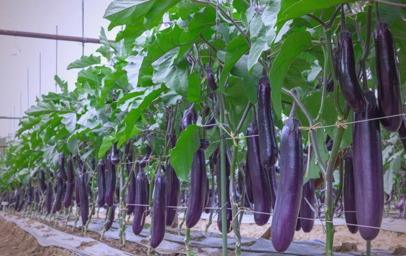 大棚茄子种植技术视频有哪些要点？-图2