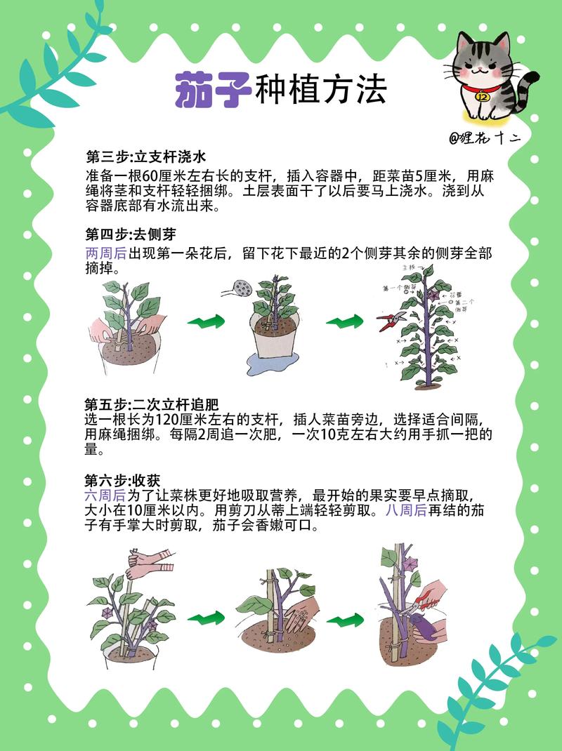 大棚茄子种植技术视频有哪些要点？-图3