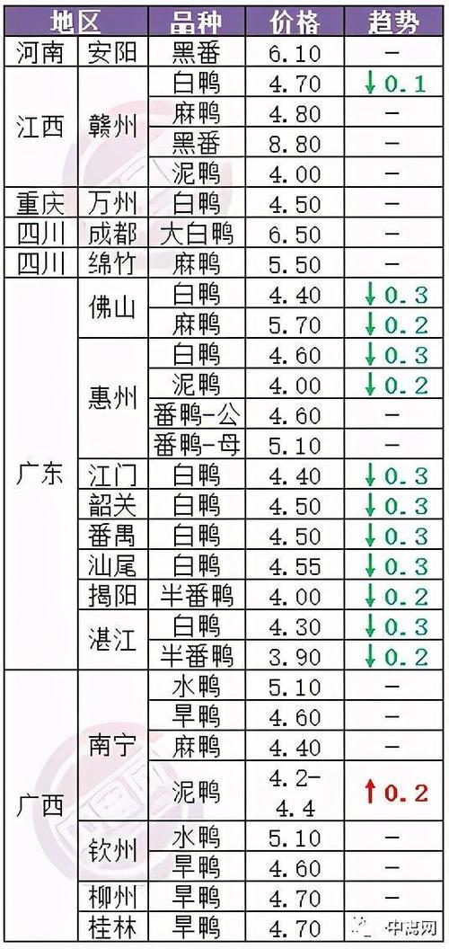 毛鸭鸭苗价格今日行情如何？-图3