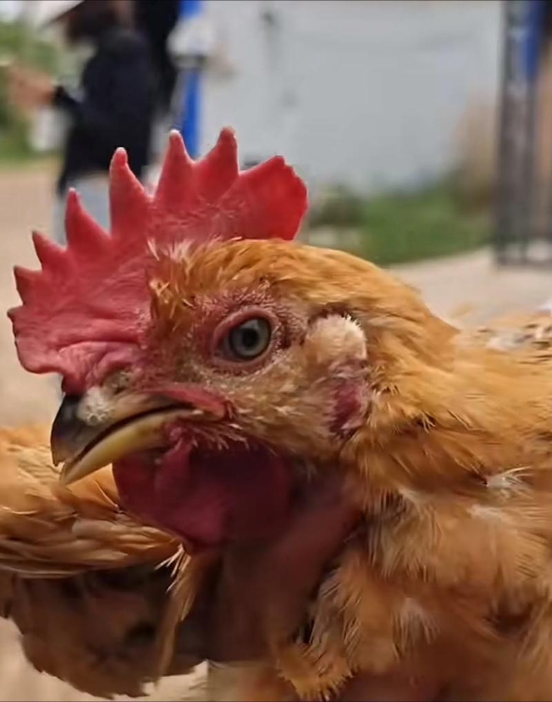 土鸡高效健康养殖技术怎么掌握？-图2