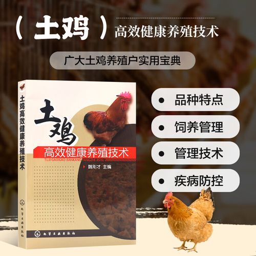 土鸡高效健康养殖技术怎么掌握？-图1