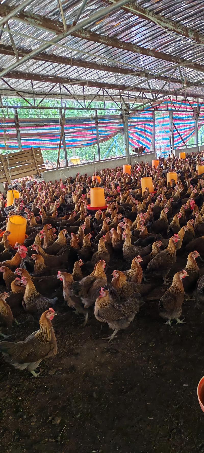 土鸡高效健康养殖技术怎么掌握？-图3