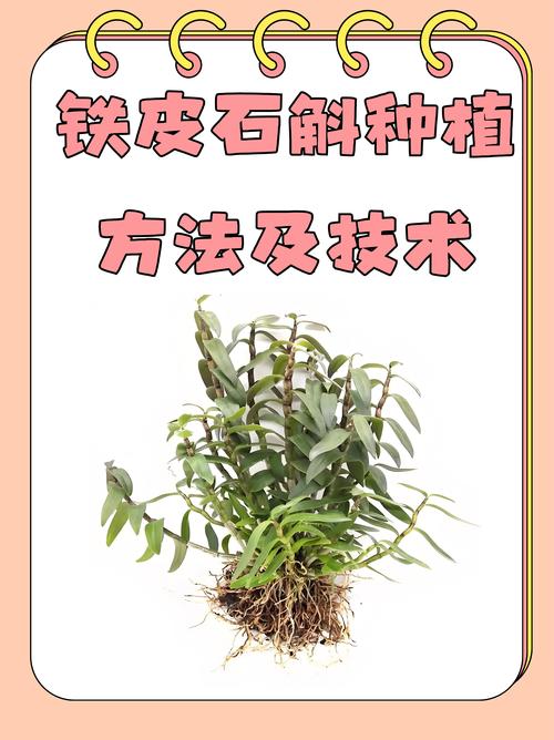铁皮石斛种植视频，新手怎么学技术？-图1