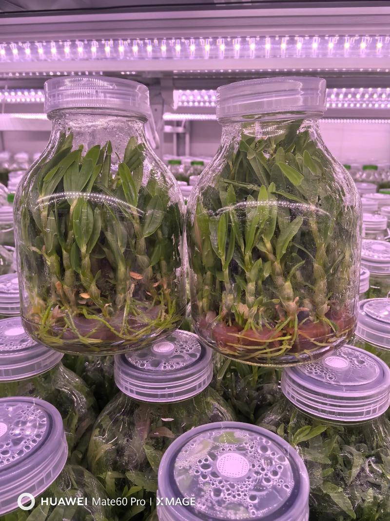 铁皮石斛种植视频，新手怎么学技术？-图2