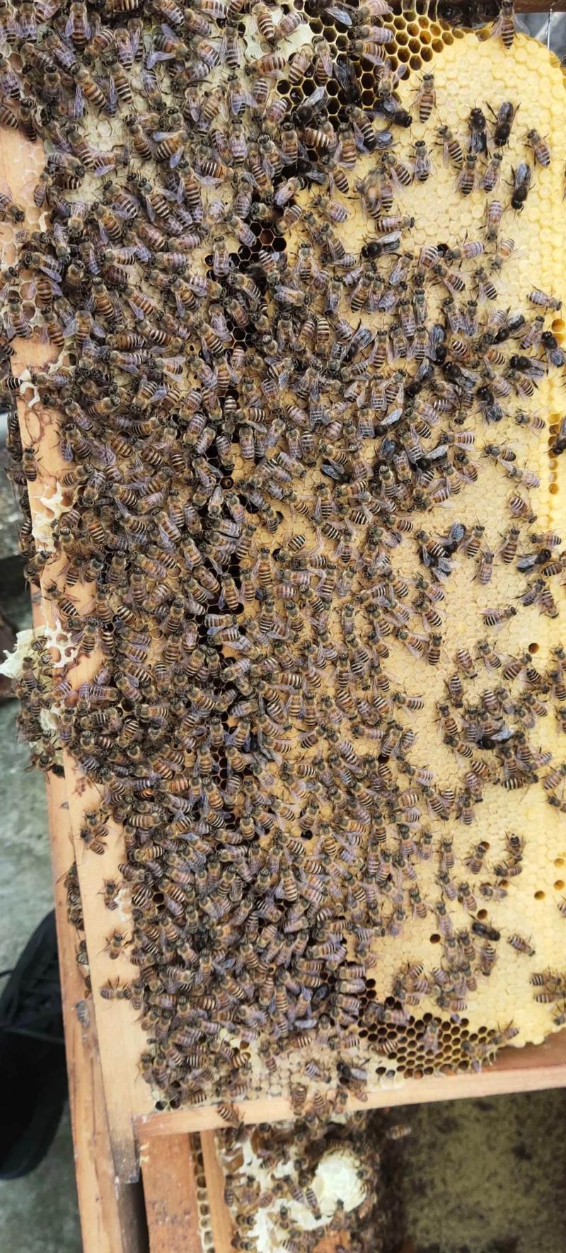 哪种蜜蜂产蜜量最多？-图2