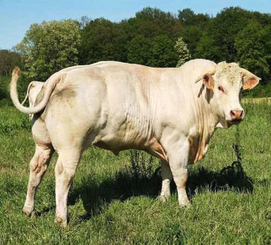 当前哪些牛品种最值得养殖？-图2