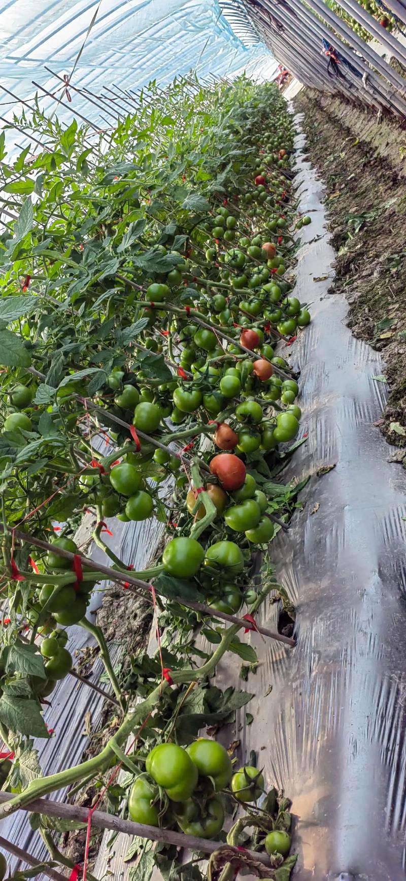 大棚番茄种植技术视频，如何高效种植？-图1