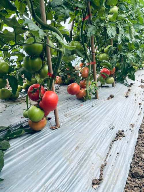 大棚番茄种植技术视频，如何高效种植？-图3