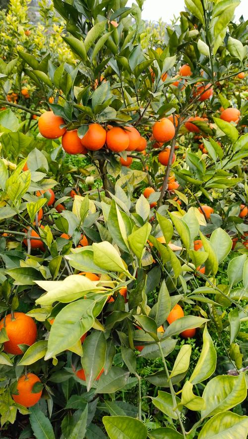 晚熟血橙有哪些品种？-图1