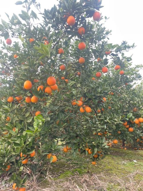 晚熟血橙有哪些品种？-图2