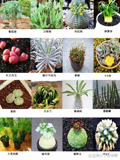 哪些多肉品种算普通？常见品种有哪些？-图2