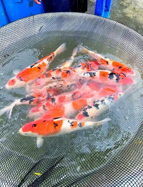 锦鲤家庭养殖技术视频,新手怎么学?-图1 锦鲤家庭养殖技术视频,新手怎么学?-图1