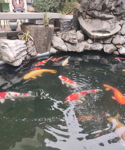 锦鲤家庭养殖技术视频,新手怎么学?-图2 锦鲤家庭养殖技术视频,新手怎么学?-图2