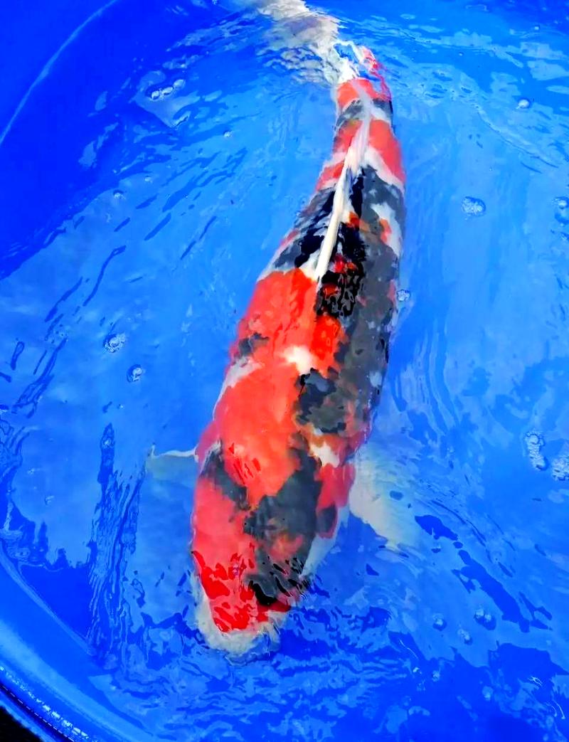 锦鲤家庭养殖技术视频,新手怎么学?-图3 锦鲤家庭养殖技术视频,新手怎么学?-图3