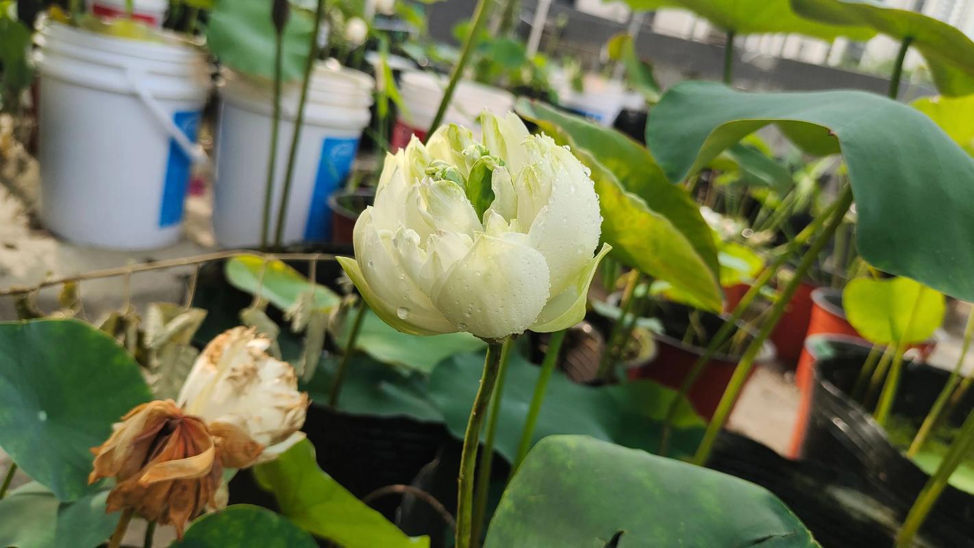 碗莲哪个品种开花最多?-图2 碗莲哪个品种开花最多?-图2