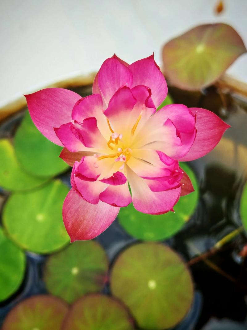 碗莲哪个品种开花最多?-图3 碗莲哪个品种开花最多?-图3