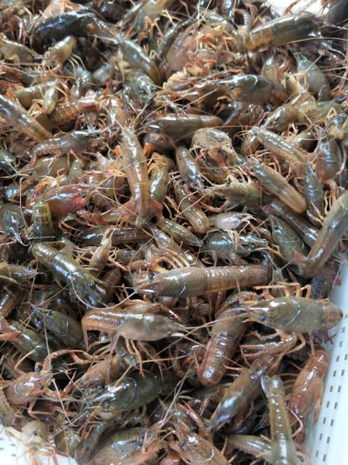 中国最好的虾苗品种-图1