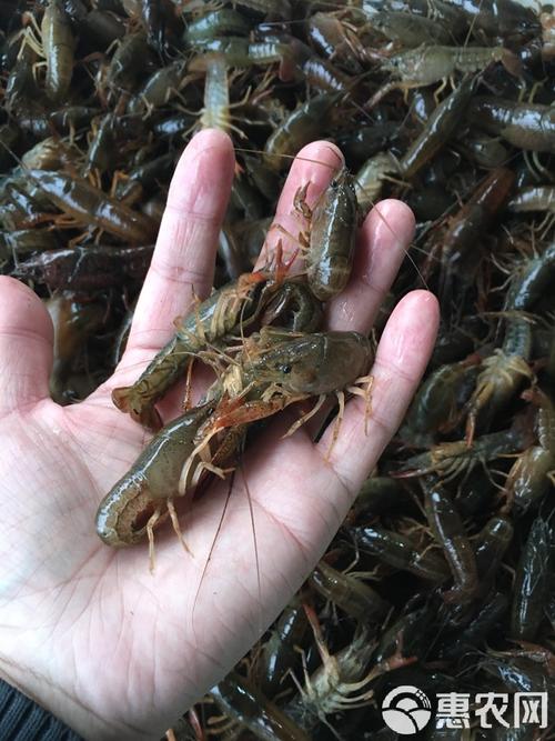 中国最好的虾苗品种-图3