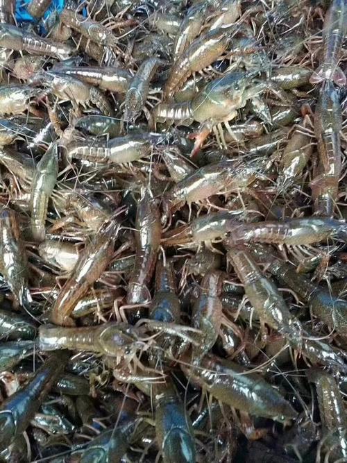 中国最好的虾苗品种-图2