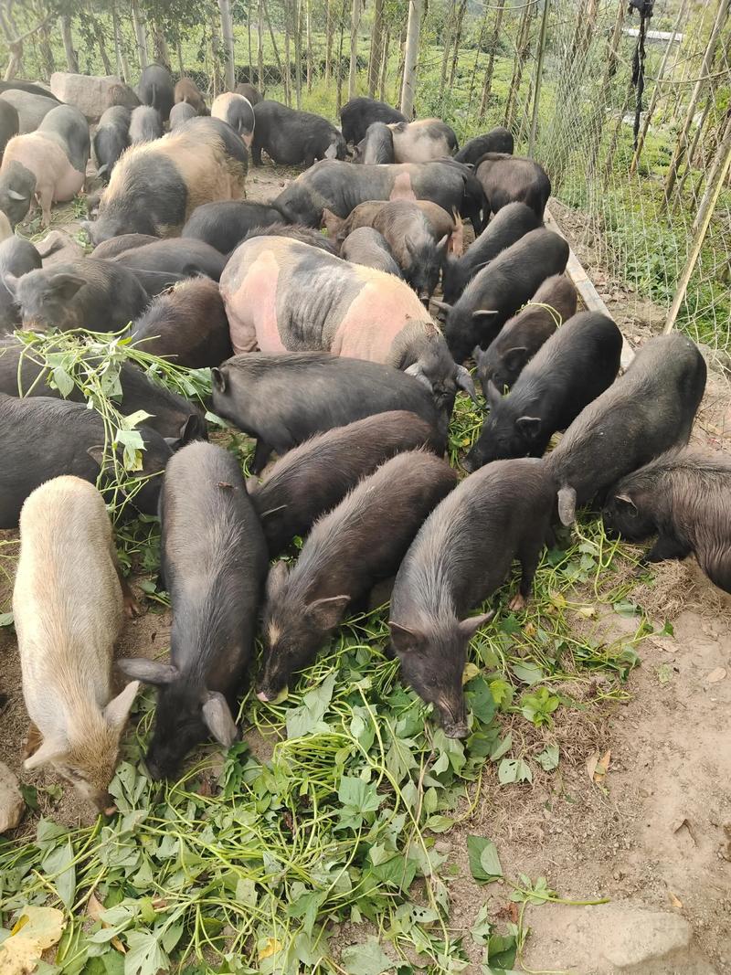 什么品种猪长肉最快？-图1