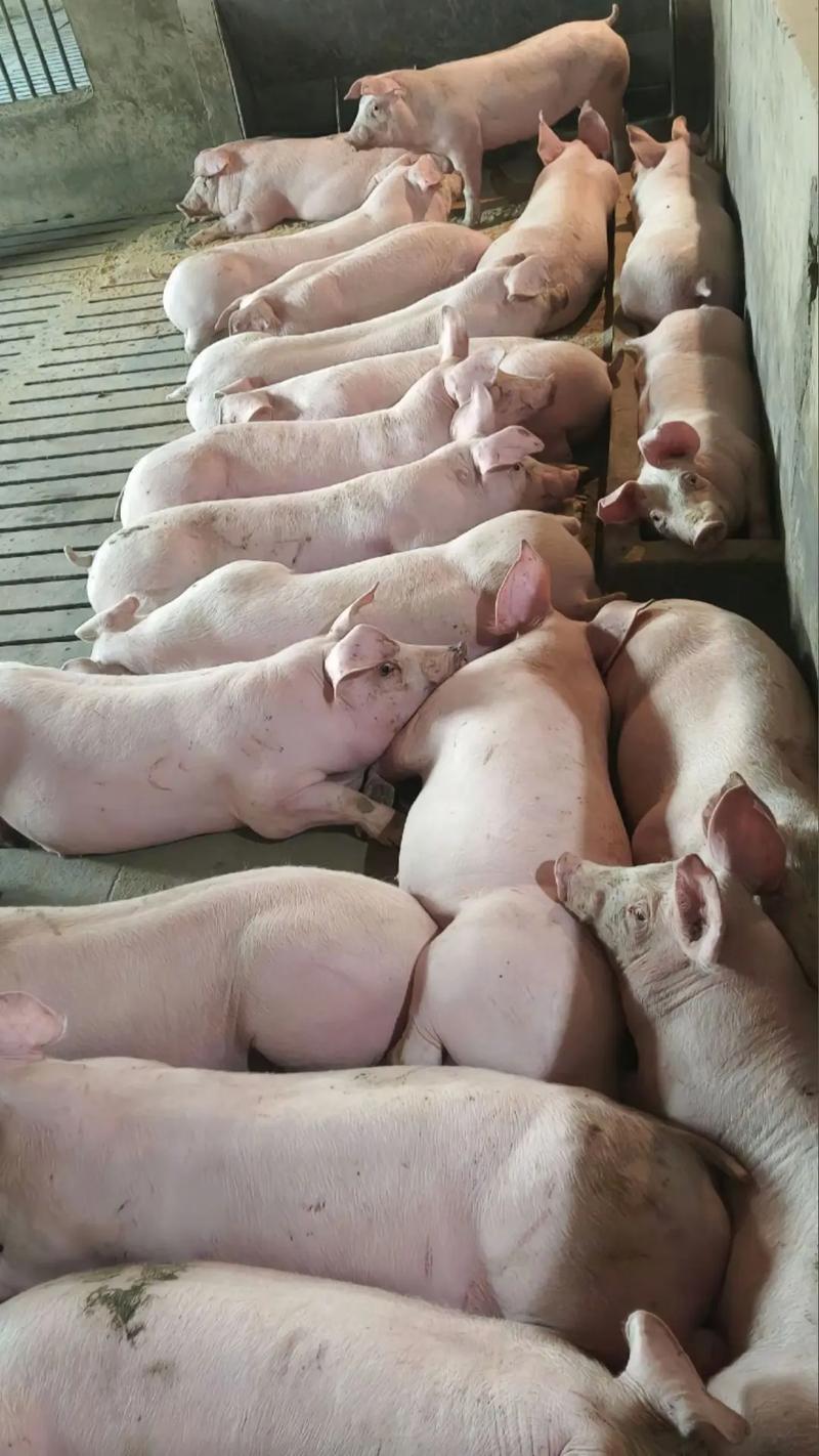 什么品种猪长肉最快？-图2