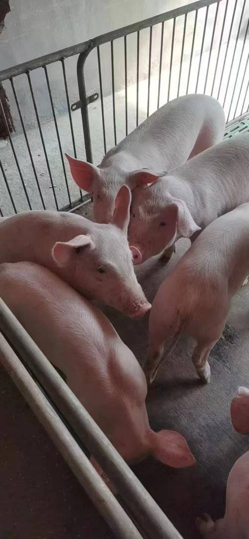 什么品种猪长肉最快？-图3