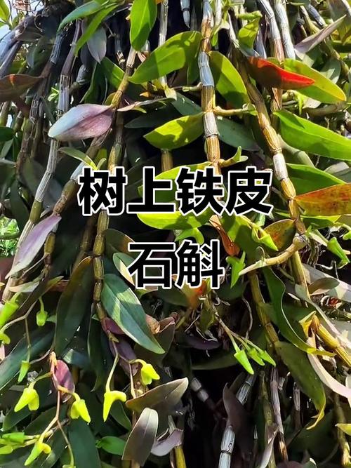 铁皮石斛树上种植技术要点有哪些？-图3