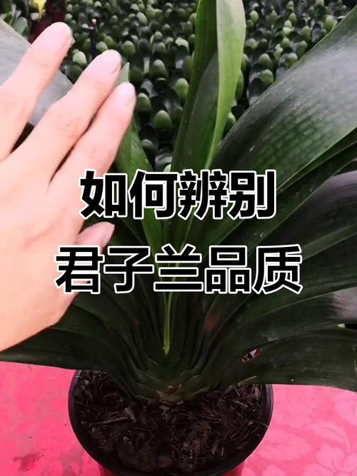 君子兰品种如何快速分辨？-图3