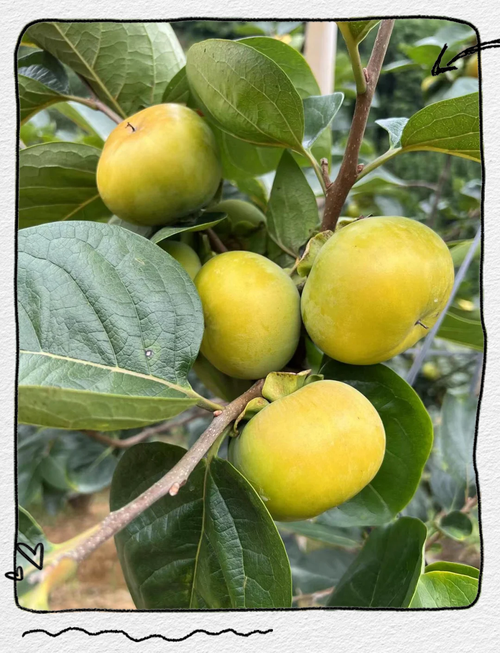 完全甜柿最好品种是哪个？-图1