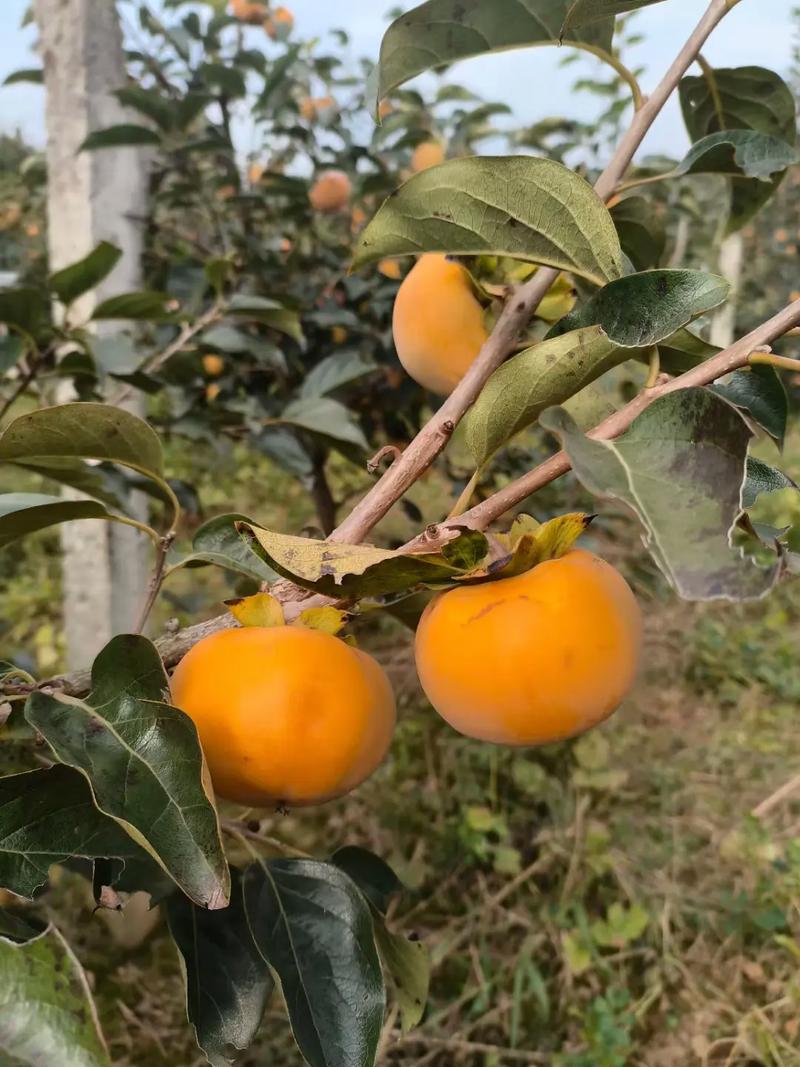 完全甜柿最好品种是哪个？-图2