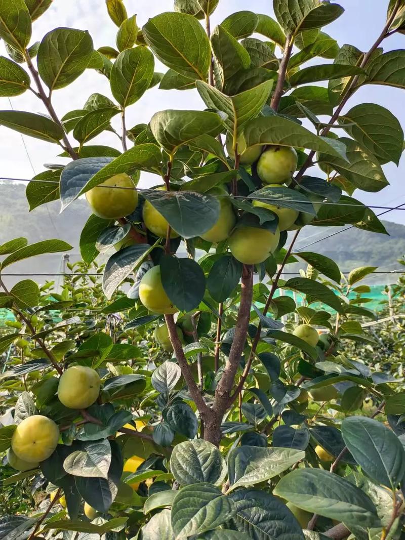 完全甜柿最好品种是哪个？-图3