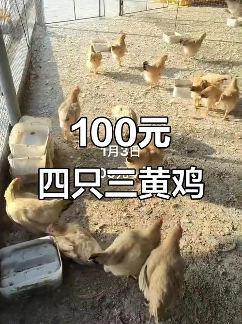 今日家养土鸡价格多少钱一斤？-图1