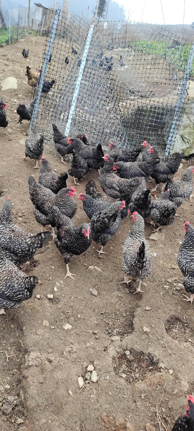 今日家养土鸡价格多少钱一斤？-图2