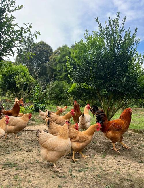 放养鸡选品种，哪种最合适？-图1