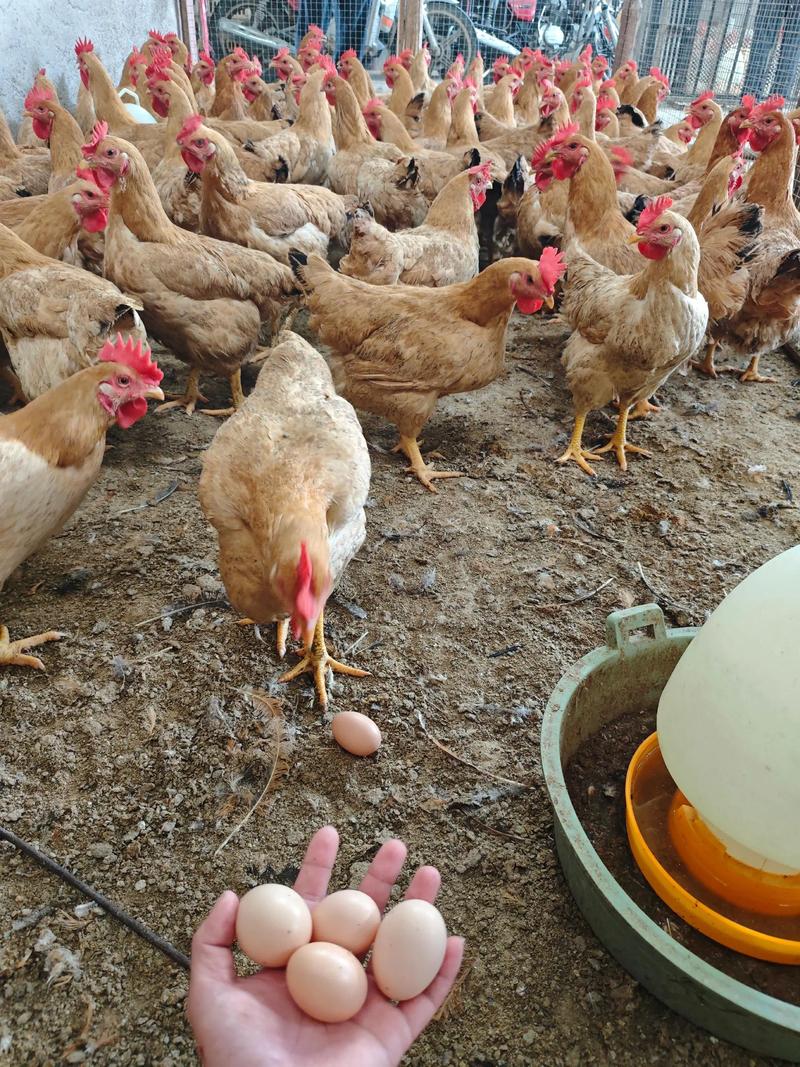 放养鸡选品种，哪种最合适？-图2