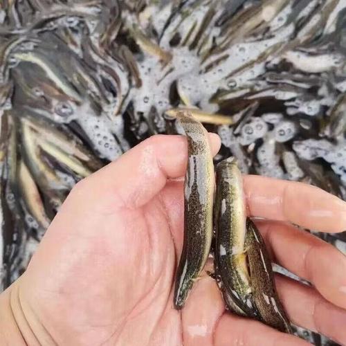 本地泥鳅养殖技术有哪些要点？-图2