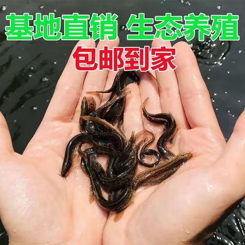 本地泥鳅养殖技术有哪些要点？-图1