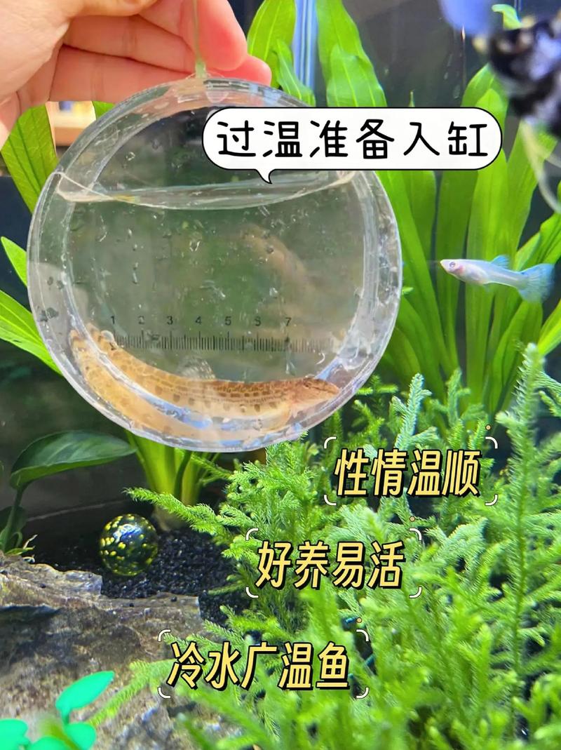 本地泥鳅养殖技术有哪些要点？-图3