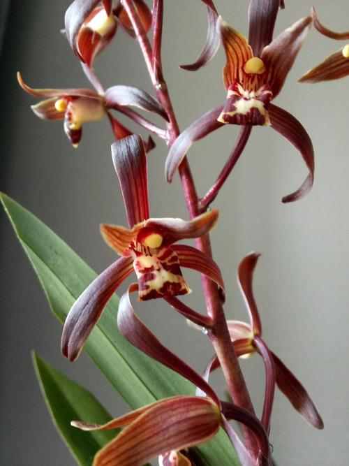 墨兰名贵品种有哪些？-图2