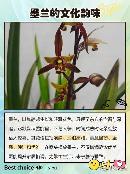 墨兰名贵品种有哪些？-图1