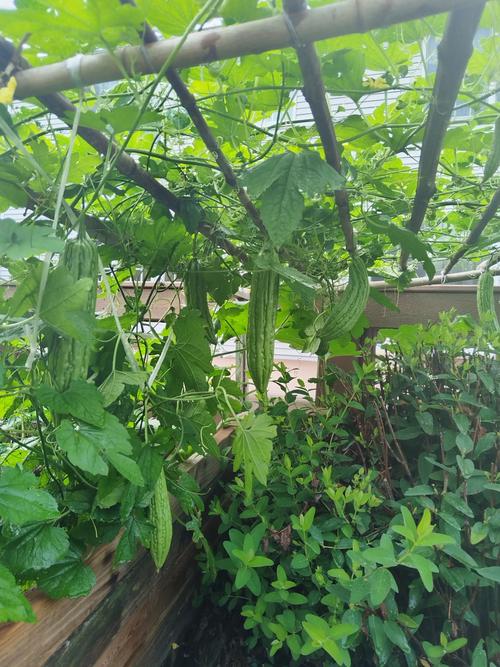 苦瓜搭架怎么种？视频教你关键技术！-图1