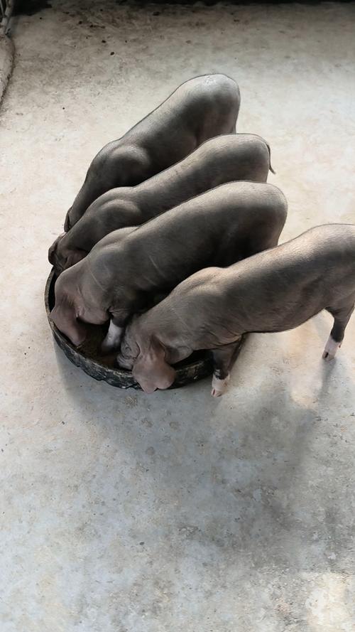 太湖母猪养殖技术视频，新手能学会吗？-图1