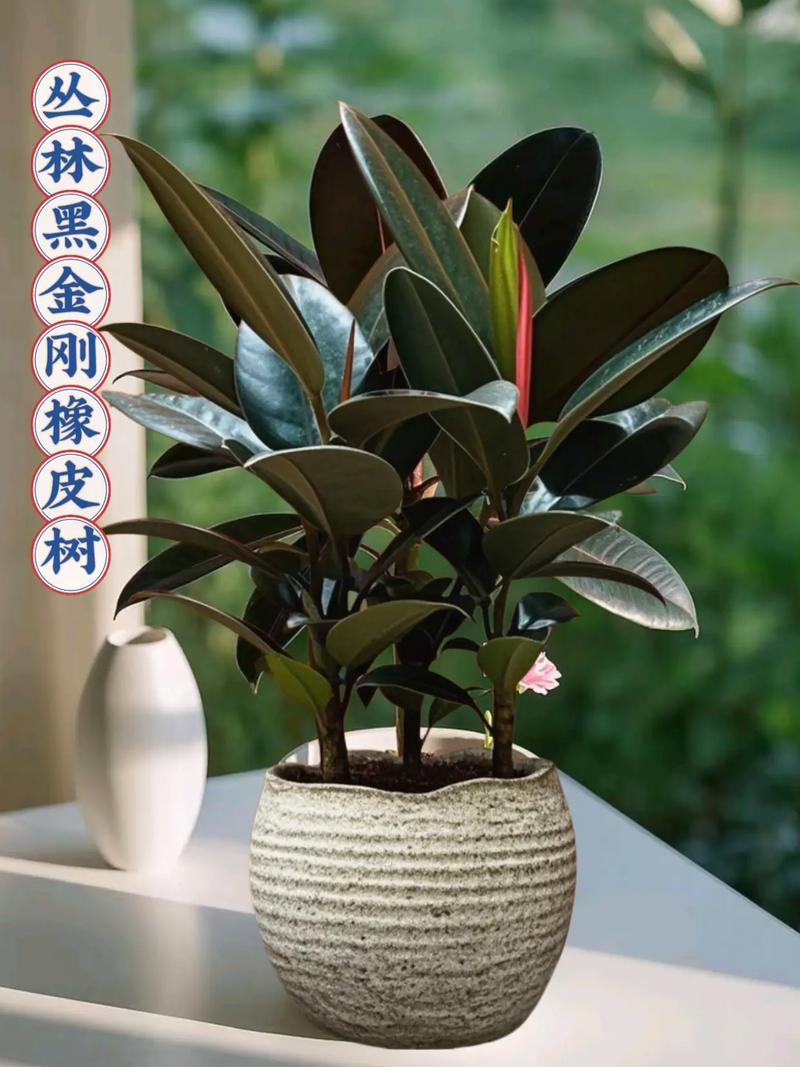 橡胶树品种如何通过图片辨别？-图1