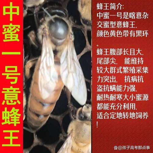 意蜂蜂王品种哪个好？-图1