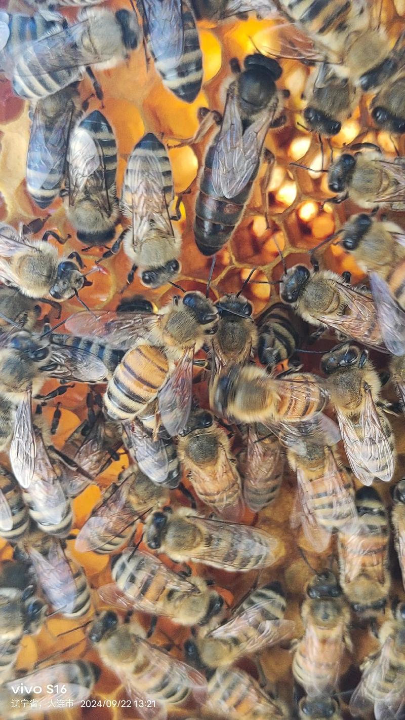 意蜂蜂王品种哪个好？-图2