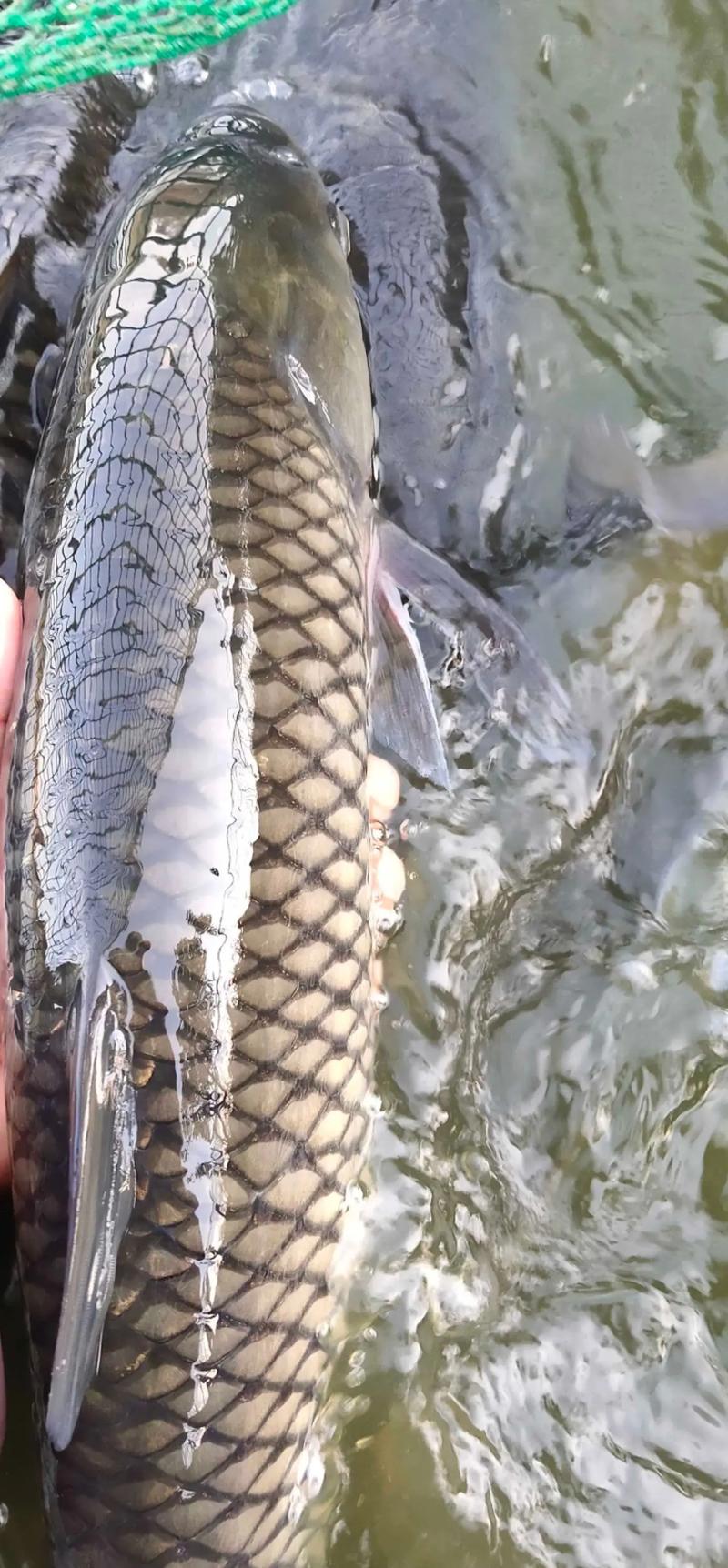 四大家鱼批发价最新行情如何?-图1 四大家鱼批发价最新行情如何?-图1