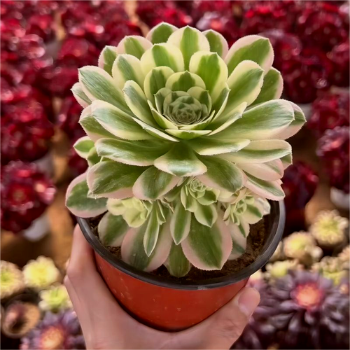 绿色发师有哪几个品种？-图1