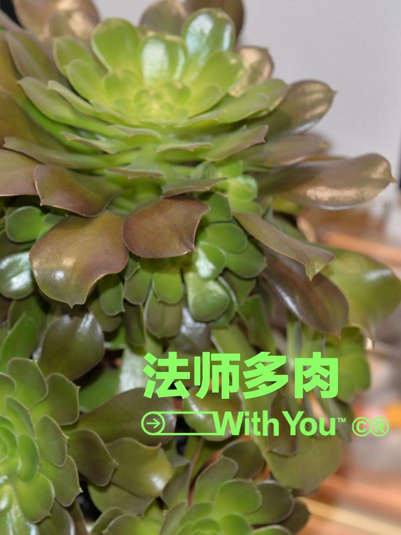 绿色发师有哪几个品种？-图2