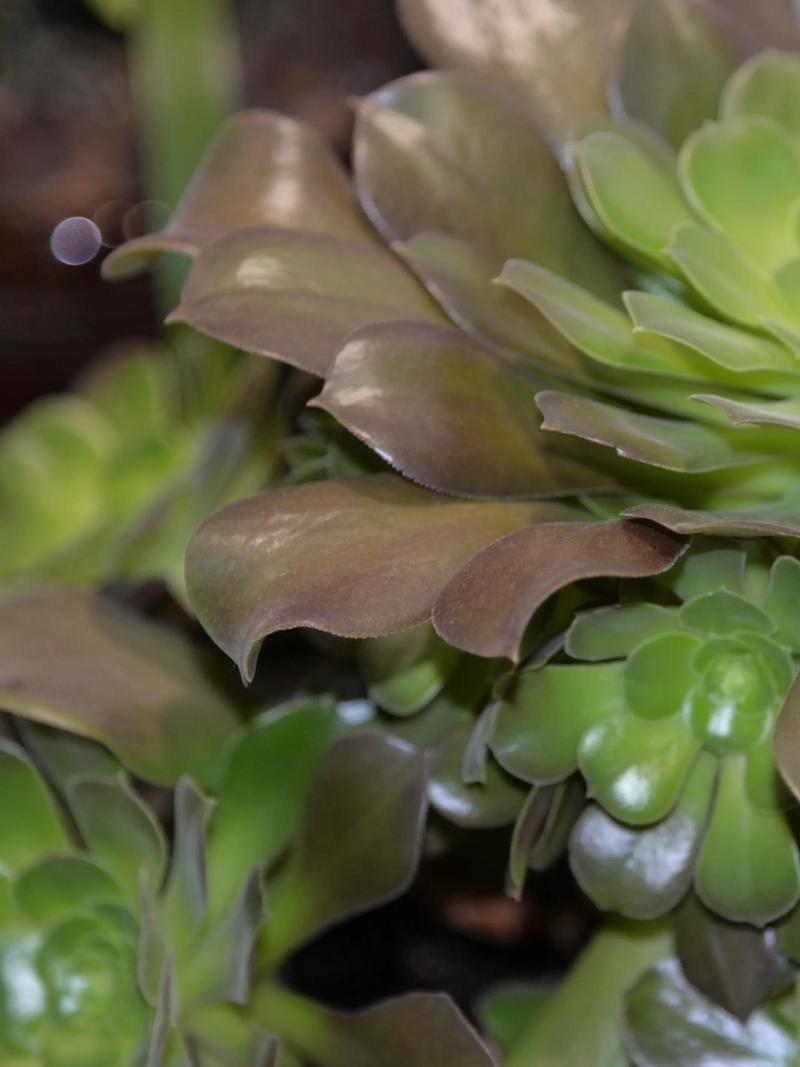 绿色发师有哪几个品种？-图3