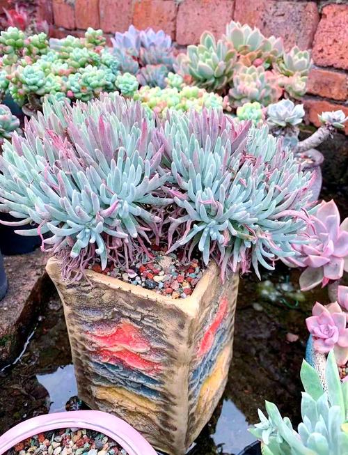 仙女杯哪些品种最值得入手?-图1 仙女杯哪些品种最值得入手?-图1